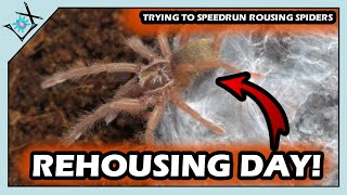 FINISHING Rehousing Trinidad Olive TARANTULAS【Tarantula Rehousing】 [upl. by Enilekcaj210]