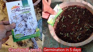 How to grow Candytuft from Seeds in pots at home full update [upl. by Nolyak78]