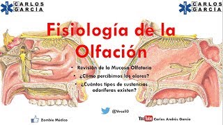 Fisiología  Olfato ¿Cómo percibimos y diferenciamos olores [upl. by Brod326]