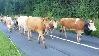 Alpabzug Aeschi bei Spiez Horncows Kuhglocken Swisscows Cowbells Treicheln Berneroberland [upl. by Singband668]