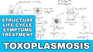 Toxoplasmosis  Toxoplasma gondii  Structure Life cycle Symptoms Treatment  Bio science [upl. by Lenette]