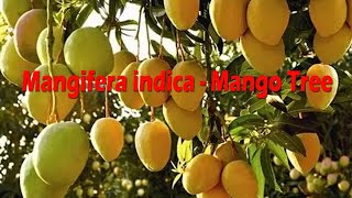 Mangifera indica Mango Tree [upl. by Scharaga]