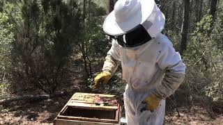 6 Revisión 24042024 Reina fecundada lucha contra la varroa seguimos poniendo ceras [upl. by Neehsas234]