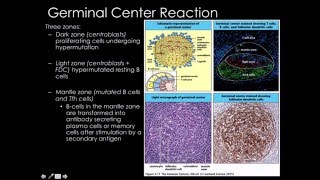 Clonal expansion medullary chords and primary follicle [upl. by Chirlin]