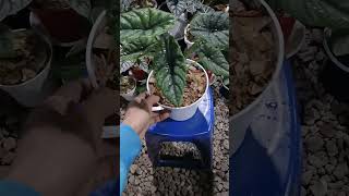 Alocasia Sinuata Borneosis alocasia plants aesthetic live garden shorts trending fyp foryou [upl. by Derwood]