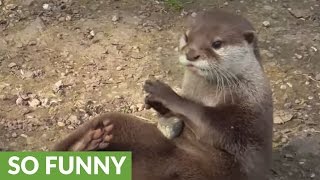 Funny otter fascinated by stones [upl. by Aimik44]