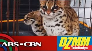 2 Visayan leopard cats dinala sa Mariit Conservation Park  DZMM [upl. by Nada]