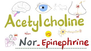 Acetylcholine ACh vs NorEpinephrine NorEpi  PANS vs SANS  Physiology and Pharmacology [upl. by Moclam280]