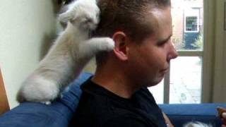 Ragdoll kitten give big hugs to my boyfriend 8 weeks old Part 1 [upl. by Ayel]