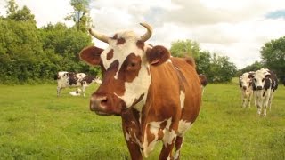 Ep1 La Ferme  La Ferme des Paysans Fromagers Nantais [upl. by Anselma]