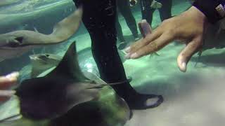 Swimming w amp Feeding Stingrays Adventure Aquarium NJ [upl. by Rudiger]