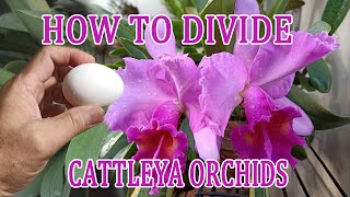 How to Propagate Cattleya Orchids  Growing and Repotting  Garden ni Papa [upl. by Kral]