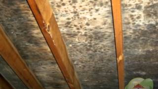 Mold Removal Cost [upl. by Walt938]