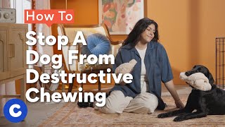 How To Stop My Dog From Chewing Things SIMPLE SOLUTIONS [upl. by Nessy]