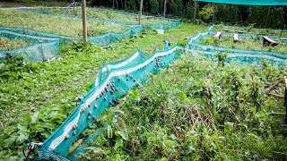 Comment construire votre Parc d’escargot GREEN HOUSE lélevage descargot lhéliciculture [upl. by Lokim]