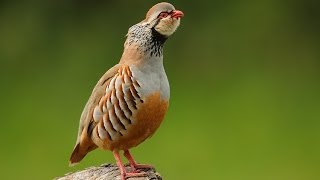 Caccia alla pernice rossa con il falco Redlegged partridge hunt with falcon [upl. by Ralyks]