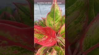 Aglaonema Caladium amp Syngonium varieties aglaonemaplant caladium madrid plantas nagercoil [upl. by Alonzo282]