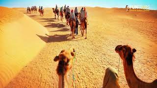 Private Camel Trekking Desert Safari [upl. by Richlad222]