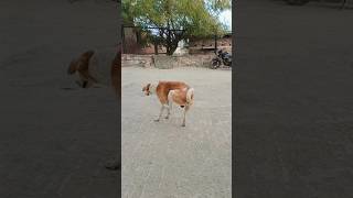 kutta Dara ya bacchatrending sports youtubeshorts [upl. by Ebaj]