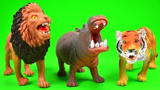 Carnivore and Herbivores  Learn What Wild Animals Eat  Video for Children [upl. by Aniles523]