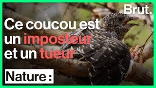 Ce coucou est un parasite un imposteur et un tueur [upl. by Synn]