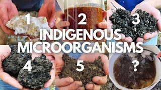 The Complete Beginner’s Guide to Indigenous Microorganisms [upl. by Warfield]