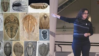 Trilobite Takedown – AMNH SciCafe [upl. by Anauqed]