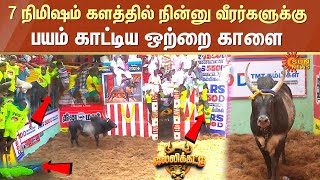 Alanganallur Jallikattuல் 7 நிமிஷம் களத்தில் நின்னு வீரர்களுக்கு பயம் காட்டிய ஒற்றை காளை  Sun News [upl. by Joelly102]