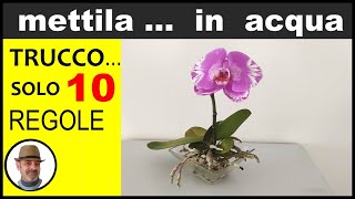 ORCHIDEA COME COLTIVARLA IN ACQUA growing orchid in water cultivo de orquídeas en el agua [upl. by Alrats569]