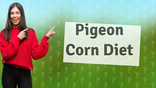 Can pigeons eat cracked corn [upl. by Hecker]