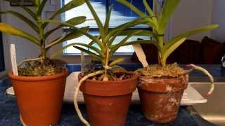 Growing Vanda Type Orchids In Pots Indoors Watering Time and Update [upl. by Che]