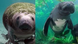 Evolution Of Manatees Trichechidae [upl. by Wolfgram]