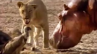 Lion vs Hippo  Wildlife on One  BBC Studios [upl. by Ecitsuj]