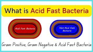 What is Acid Fast Bacteria  Everything about Gram ve  Gram ve amp Acid Fast Bacteria [upl. by Zetrok]