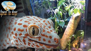 Bioactive Tokay Gecko Setup [upl. by Celeski405]