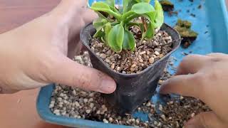 Repotting Nepenthes truncata carnivorousplants tropicalpitcherplant [upl. by Zephan]