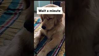 Can you find out who ate my biscuits goldenretriever puppies doglover [upl. by Diannne246]