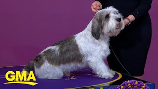 Buddy Holly wins best in show at 2023 Westminster Kennel Club dog show l GMA [upl. by Rempe271]