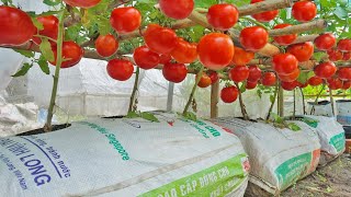 Grow tomatoes for your family with this method you wont have to buy tomatoes anymore [upl. by Hniv]