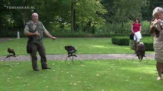 Demonstratie Valkerij Rijssen Roofvogelshow Falconry [upl. by Meldoh]