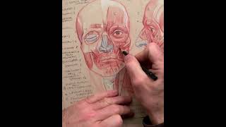 Drawing Facial Muscles A Guide to Lip Control anatomyart anatomydrawing lipsdrawing [upl. by Cully]