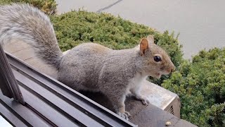 Squirrel sounds and their meanings [upl. by Tevlev]