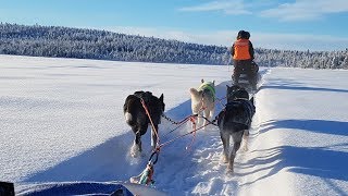 5day husky tour in Lappland 2019 [upl. by Nosak]