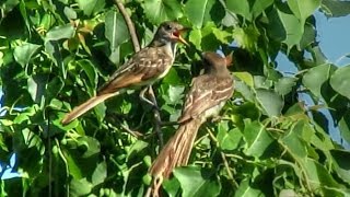 Great Crested Flycatcher Fledglings Call [upl. by Aisatna97]