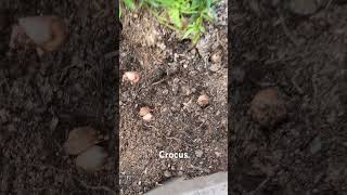 Crocus Pickwick bulbs  fall planting for spring blooms fallplanting crocus gardenvlog gardening [upl. by Ronel]