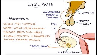 Understanding the Menstrual Cycle [upl. by Seko]