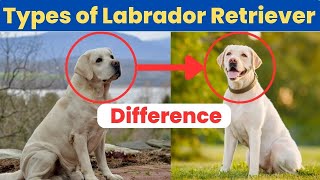 Golden Vs Labrador – Differences Between Labrador Retriever and Golden Retriever [upl. by Eolanda]