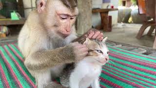 Nice Zueii Grooming Kitty Mally So Sleepy And So Fun [upl. by Tankoos]