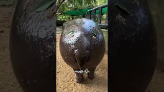 The hippocampus is helpless 😂😂shortvideo foryou funny cute hippopotamus [upl. by Hirasuna]