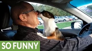 Puppy realizes hes at dog park goes absolutely bonkers [upl. by Ariaj217]